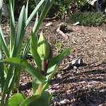 Black Bear Guesthouse